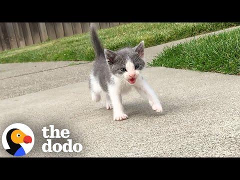 Tiny Abandoned Kitten Asks This Guy To Be His Mom #Video