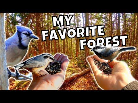 Mobile First-person View Bird Feeder in a Heavenly Forest: Taking Bird Feeding to a New Level #Video