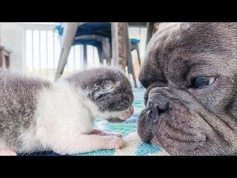 A tiny kitten found abandoned outside. A family's DOGs took him in as their own. #Video
