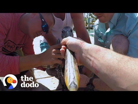 Group Of Guys Rescue Wild Pelican #Video
