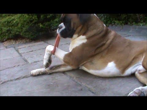 Boxer Dog Alfie Gets His Leg Stuck .... In His Own Toy!!
