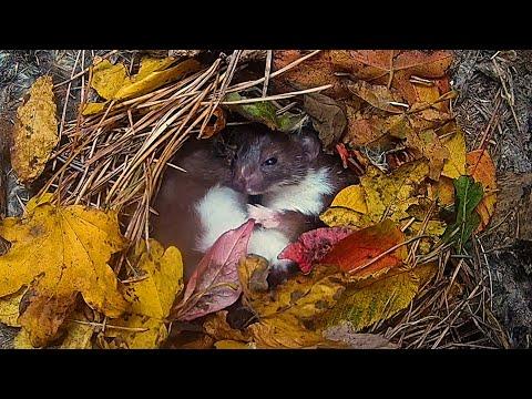 Weasel Settles to Sleep in a Bed of Autumn Leaves | Robert E Fuller #Video