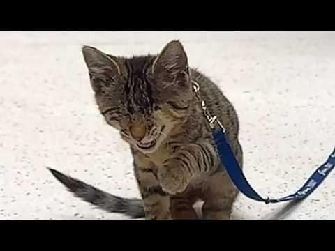 Cat follows his human like duckling #Video