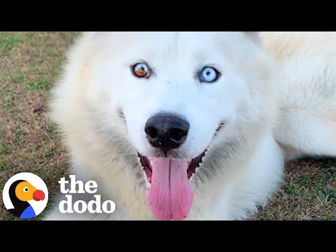 The Most Amazing Husky Stories  #Video