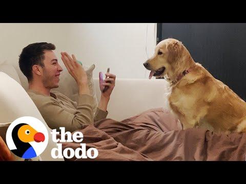 Golden Retriever Begs Dad To Perform Magic Tricks For Her #Video