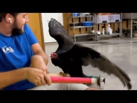 You think vultures are disgusting? Meet George #Video