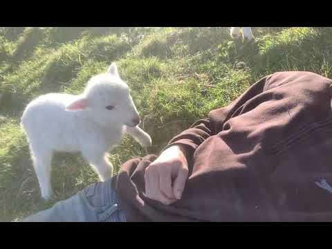 Cute Lamb Needs Attention #Video