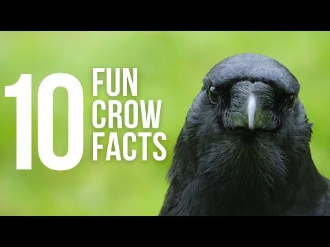 10 Fun Facts About Crows Video