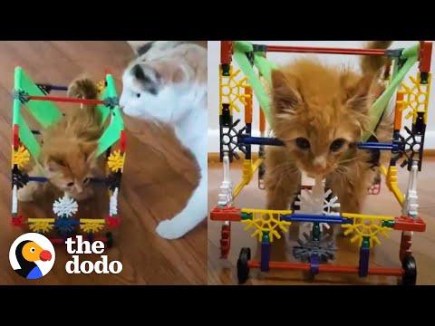 Tiny Wobbly Kitten In Tiny Toy Wheelchair #Video