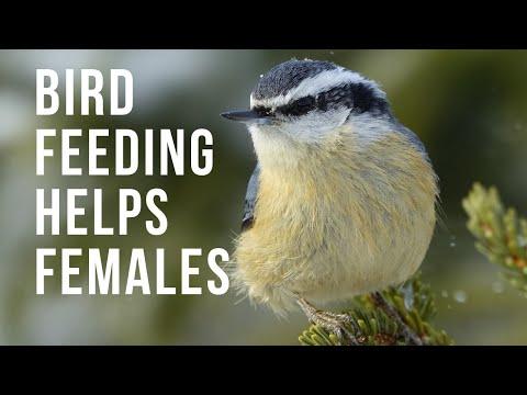 Bird Feeding Really Helps Female Birds Video