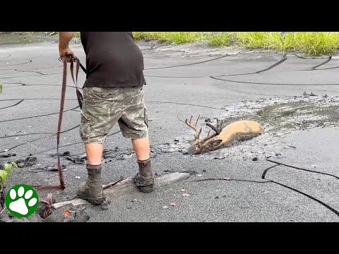 Compassionate Men Rescues Buck Stuck In Mud #Video