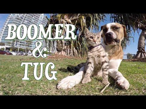 Boomer & Tug At Play = Cuteness OVERLOAD!