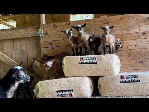 Epic Parkour Goat Playtime! #Video