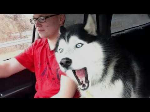 99.99% of A Husky's Body is Drama! #Video