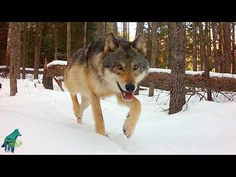 What we captured on a camera left in this stunning boreal forest #Video