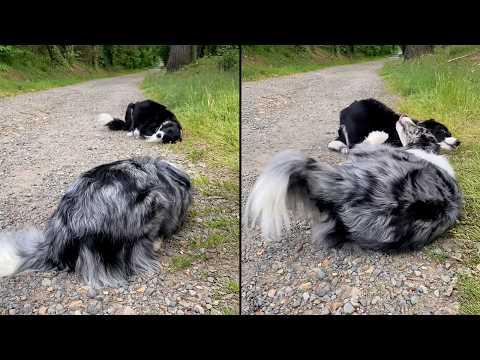 They Met And Became Best Friends Within Seconds #Video