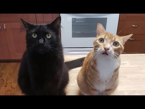 We're Back!! Cole and Marmalade Video