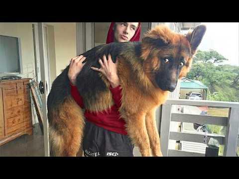 German Shepherds are the FUNNIEST DOGS Around the World #Video