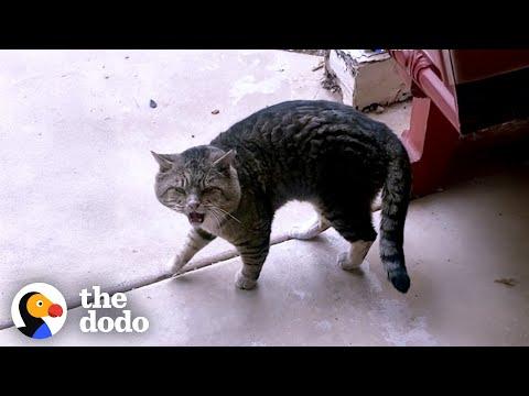 Hissing Cat Walks Right Into Woman's Living Room #Video