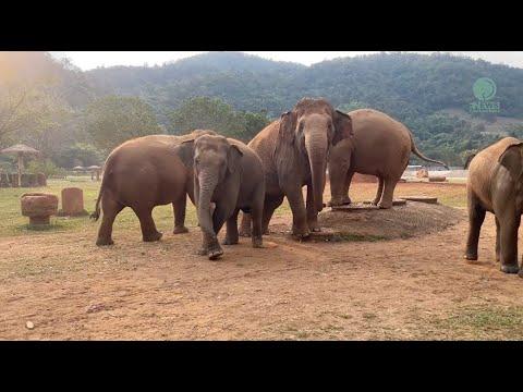 Trumpets of Excitement - Turn Up the Volume! - ElephantNews #Video