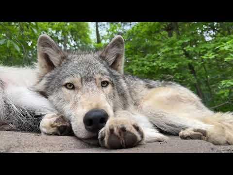 Peaceful Wolves Sleeping | A Relaxing Wolf Compilation #Video
