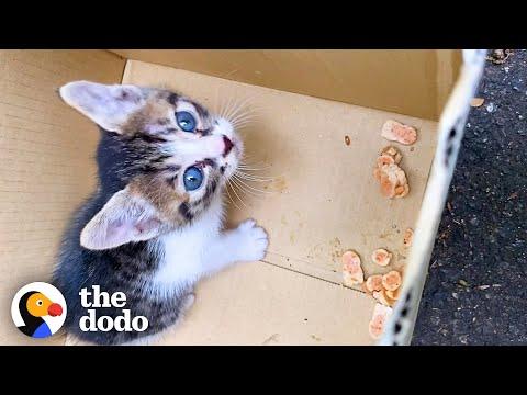 Girl Who's Allergic To Cats Can't Stop Adopting Them #Video