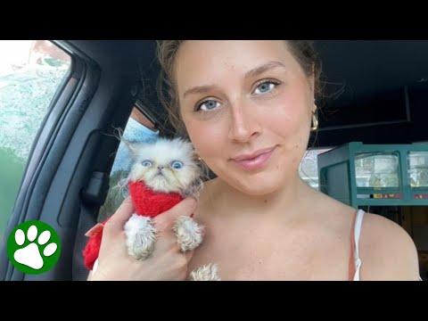 Unique little kitten overcomes all odds #Video