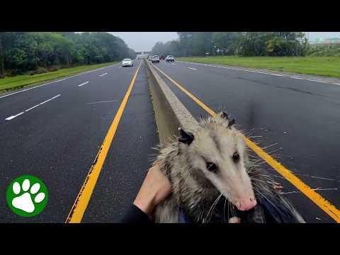 Woman Saves Opossum From Middle of the Road #Video