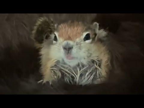 Baby Chipmunk Burrows Into Giant 115-Pound Dog's Fur #Video