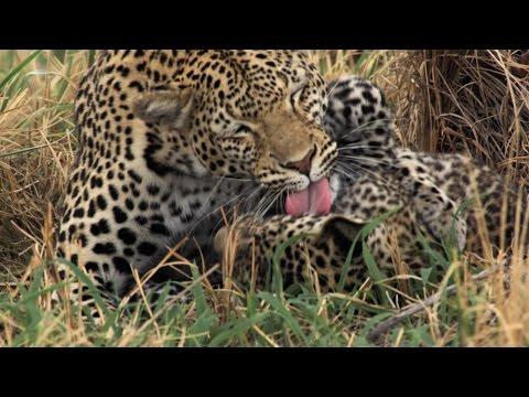 Leopard Cub Bath Time - David Attenborough