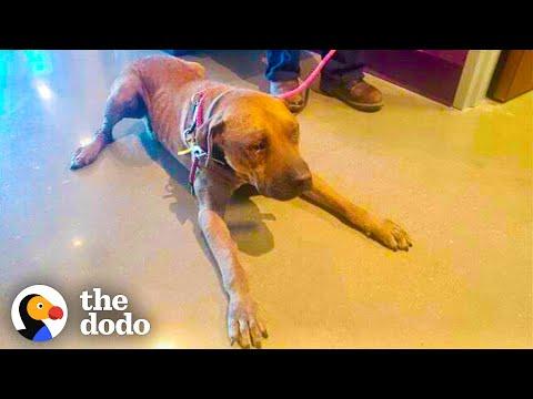Dog Chained Up For Years Comes To Life When He Meets His Favorite Cat #Video
