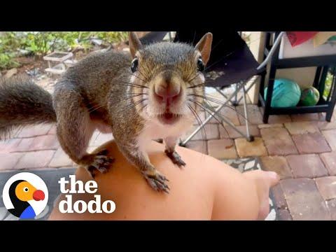 Baby Rescue Squirrel Waits At The Window For Her Foster Moms #Video