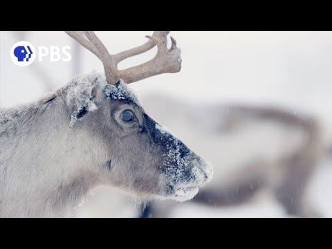 Follow Thousands of Reindeer on an Epic Journey Video
