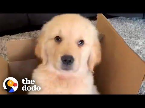 A Dog Who Was An Only Child Gets A New Baby Brother #Video
