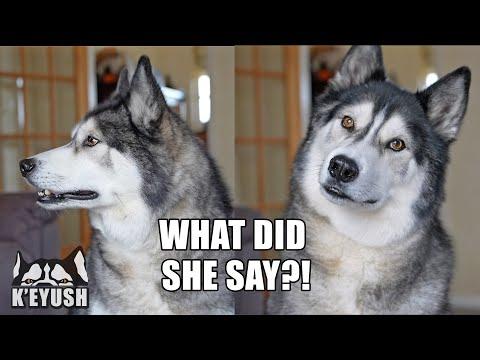 My Mum Tells My Husky His Best Friend is Coming Over! He Doesn't Believe her! #Video