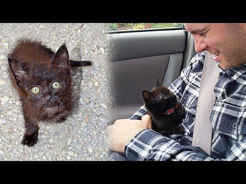 Stray Kitten Runs Up To The Guy And Chooses Him As His Human Forever #Video