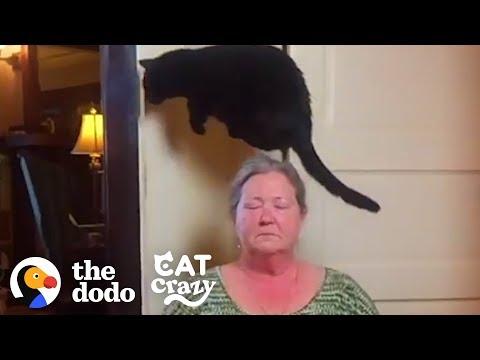 Cat Jumps Over Kitchen Floor Because She Thinks It’s Evil | The Dodo Cat Crazy