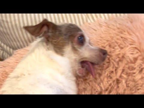 Chihuahua scared of human touch is totally different now #Video