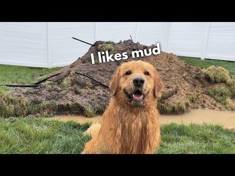 I Let My Dog Take a Mud Bath #Video