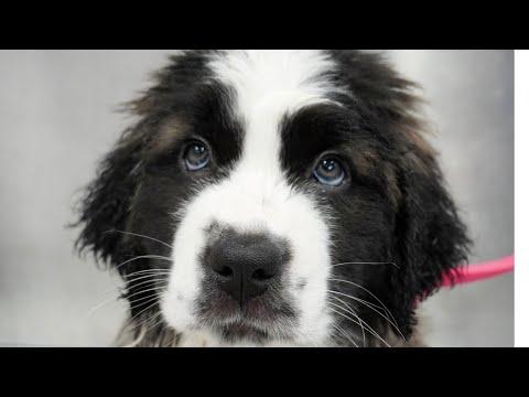 Fluffy chunky St. Bernard puppy SO CUTE. Girl With The Dogs. #Video