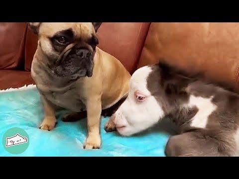 Smallest Horse In The World Thinks He’s A Dog #Video