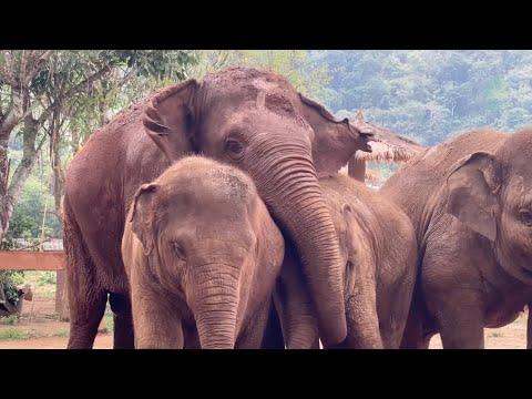 Babies Chaba and Pyi Mai call to the herd - ElephantNews #Video