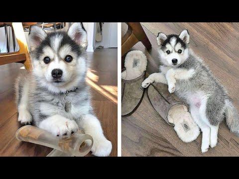 Funny And SOO Cute Husky Puppies Compilation #23 - Cutest Husky Puppy #Video