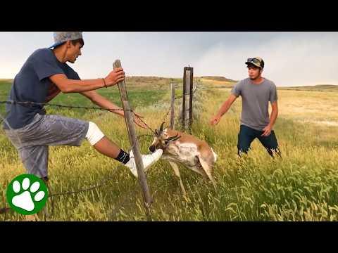 Friends Join Forces to Rescue an Antelope from Deadly Wire #Video