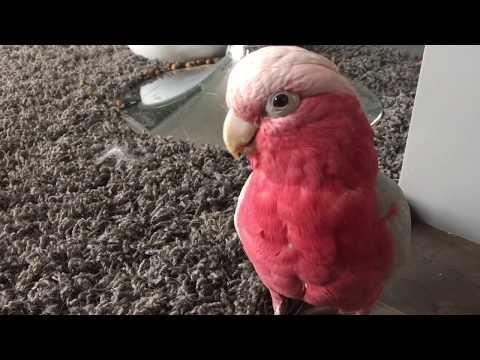 Galah cockatoo being a goof video