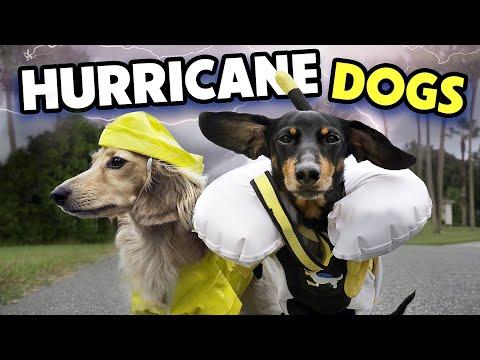 HURRICANE DOGS - Cute & Funny Wiener Dogs Prepare for a Storm! #Video
