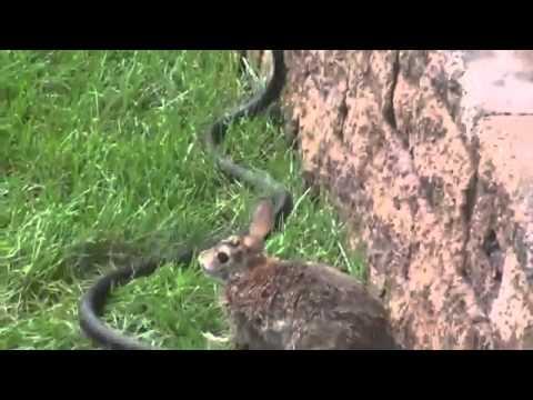 Mother Rabbit Goes Berserk On Snake Attacking Her Babies