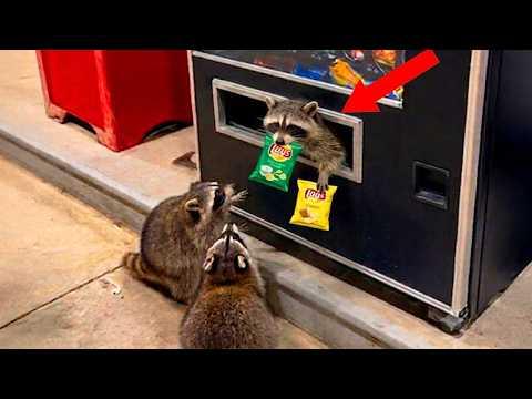 INCREDIBLE ... ANIMALS Always Have a Plan! #Video