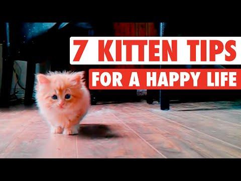 7 Cats Who Know The Secrets To Happiness