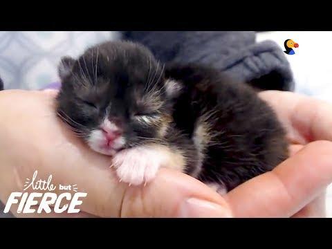 This Cleftie Kitten Is A Teeny-Tiny Superhero